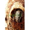 Rhagium inquisitor (Linnaeus, 1758)